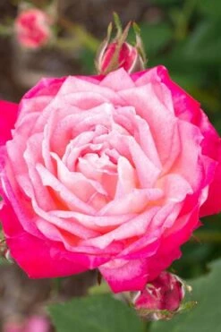 Peppermint Pop Rose - 3 Gallon Pot -Wilson Bros Gardens Shop rose pop rose 500x750 1