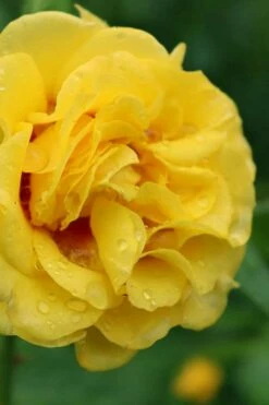 Rise Up Ringo Rose - 3 Gallon Pot -Wilson Bros Gardens Shop rose rise up ringo 3