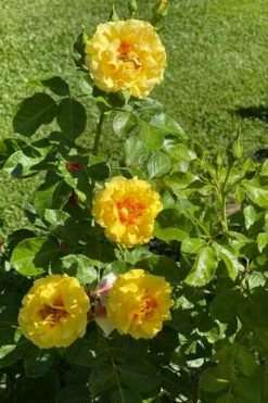 Rise Up Ringo Rose - 3 Gallon Pot -Wilson Bros Gardens Shop rose rise up ringo 5