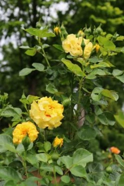 Rise Up Ringo Rose - 3 Gallon Pot -Wilson Bros Gardens Shop rose rise up ringo 6