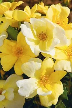 Sunny Yellow Knock Out Rose - 2 Gallon Pot