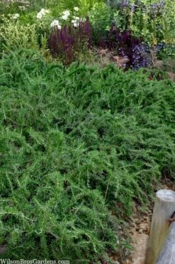 Blue Lagoon Rosemary - 6 Pack Of Pint Pots -Wilson Bros Gardens Shop rosmarinus officinalis blue lagoon rosemary 2 2