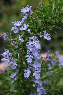 Blue Lagoon Rosemary - 6 Pack Of Pint Pots -Wilson Bros Gardens Shop rosmarinus officinalis blue lagoon rosemary 3 2