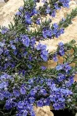 Blue Lagoon Rosemary - 6 Pack Of Pint Pots -Wilson Bros Gardens Shop rosmarinus officinalis blue lagoon rosemary 5 2