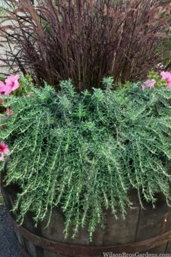 Prostrate Creeping Rosemary - 1 Gallon Pot -Wilson Bros Gardens Shop rosmarinus officinalis prostratus creeping rosemary 103
