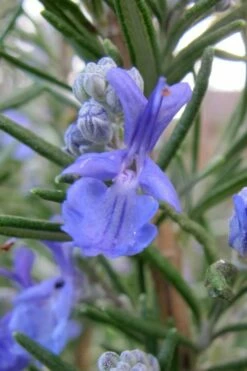 Salem Rosemary - 5 Pack Of Quart Pots -Wilson Bros Gardens Shop rosmarinus officinalis salem rosemary 1