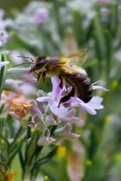 Salem Rosemary - 1 Gallon Pot -Wilson Bros Gardens Shop rosmarinus officinalis salem rosemary 6 2