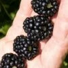Ponca Thornless Blackberry - 1 Gallon Pot