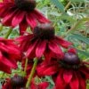 Cherry Brandy Rudbeckia (Black Eyed Susan) - 5 Pack Of Quart Pots