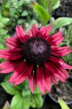 Cherry Brandy Rudbeckia (Black Eyed Susan) - 1 Gallon Pot -Wilson Bros Gardens Shop rudbeckia cherry brandy 13
