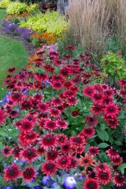 Cherry Brandy Rudbeckia (Black Eyed Susan) - 1 Gallon Pot -Wilson Bros Gardens Shop rudbeckia cherry brandy 15