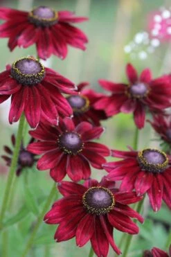 Cherry Brandy Rudbeckia (Black Eyed Susan) - 1 Gallon Pot -Wilson Bros Gardens Shop rudbeckia cherry brandy 16
