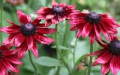 Cherry Brandy Rudbeckia (Black Eyed Susan) - 5 Pack Of Quart Pots 11 Cherry Brandy Rudbeckia (Black Eyed Susan) - 5 Pack Of Quart Pots -Wilson Bros Gardens Shop rudbeckia cherry brandy 2 800x500 3