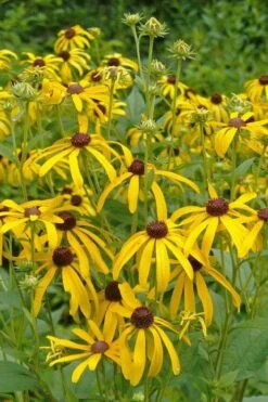 Sweet Coneflower (Rudbeckia Subtomentosa) - 1 Gallon Pot -Wilson Bros Gardens Shop rudbeckia subtomentosa sweet coneflower 3