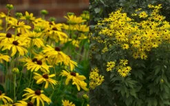 Sweet Coneflower (Rudbeckia Subtomentosa) - 1 Gallon Pot -Wilson Bros Gardens Shop rudbeckia subtomentosa sweet coneflower 5