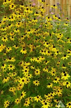Brown Eyed Susan Daisy (Rudbeckia Triloba) - 1 Gallon Pot -Wilson Bros Gardens Shop rudbeckia triloba brown eyed susan 1