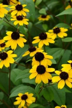 Brown Eyed Susan Daisy (Rudbeckia Triloba) - 1 Gallon Pot -Wilson Bros Gardens Shop rudbeckia triloba brown eyed susan 2