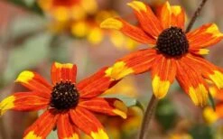 Prairie Glow Brown Eyed Susan (Rudbeckia Triloba) - 1 Gallon Pot -Wilson Bros Gardens Shop rudbeckia triloba prairie glow brown eyed susan 3 1