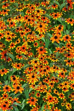 Prairie Glow Brown Eyed Susan (Rudbeckia Triloba) - 1 Gallon Pot -Wilson Bros Gardens Shop rudbeckia triloba prairie glow brown eyed susan 5 1