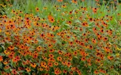 Prairie Glow Brown Eyed Susan (Rudbeckia Triloba) - 1 Gallon Pot -Wilson Bros Gardens Shop rudbeckia triloba prairie glow brown eyed susan 6 1