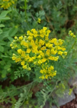 Rue (Ruta Graveolens) -Wilson Bros Gardens Shop rueliveplantforsalesowexoticPrunellavulgaris 2