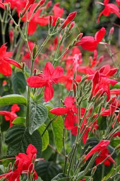 Ragin' Cajun Red Mexican Petunia (Ruellia Elegans) - 1 Gallon Pot -Wilson Bros Gardens Shop ruellia elegans ragin cajun red mexican petunia 3 1