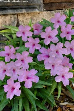 Katie Pink Dwarf Mexican Petunia (Ruellia) - 10 Pack Quart Pots -Wilson Bros Gardens Shop ruellia katie pink dwarf mexican petunia 11