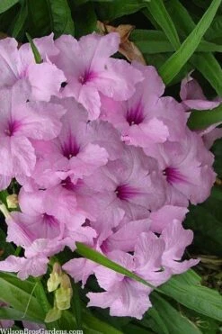 Katie Pink Dwarf Mexican Petunia (Ruellia) - 10 Pack Quart Pots