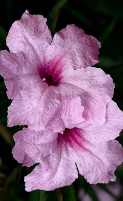 Katie Pink Dwarf Mexican Petunia (Ruellia) - 10 Pack Quart Pots -Wilson Bros Gardens Shop ruellia katie pink dwarf mexican petunia 8