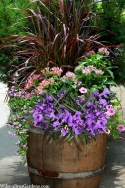Katie Purple Dwarf Mexican Petunia (Ruellia) - 5 Pack Quart Pots -Wilson Bros Gardens Shop ruellia katie purple dwarf mexican petunia 10 1