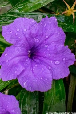 Katie Purple Dwarf Mexican Petunia (Ruellia) - 5 Pack Quart Pots -Wilson Bros Gardens Shop ruellia katie purple dwarf mexican petunia 12 1