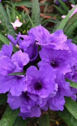 Katie Purple Dwarf Mexican Petunia (Ruellia) - 10 Pack Of Quart Pots -Wilson Bros Gardens Shop ruellia katie purple dwarf mexican petunia 4
