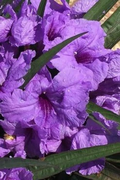 Katie Purple Dwarf Mexican Petunia (Ruellia) - 10 Pack Of Quart Pots -Wilson Bros Gardens Shop ruellia katie purple dwarf mexican petunia 6