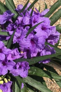 Katie Purple Dwarf Mexican Petunia (Ruellia) - 10 Pack Of Quart Pots -Wilson Bros Gardens Shop ruellia katie purple dwarf mexican petunia 7