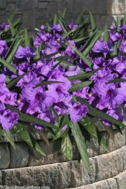 Katie Purple Dwarf Mexican Petunia (Ruellia) - 10 Pack Of Quart Pots -Wilson Bros Gardens Shop ruellia katie purple dwarf mexican petunia 8