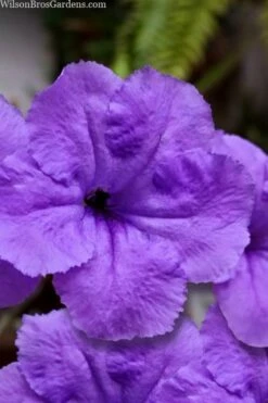 Purple Showers Mexican Petunia - Ruellia - 3 Gallon Pot -Wilson Bros Gardens Shop ruellia simplex purple showers mexican petunia 101 1