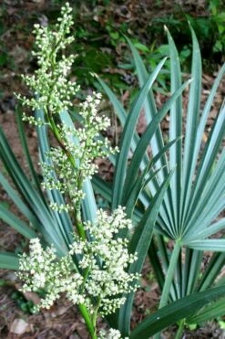 Blue Stem Dwarf Palmetto Palm (Sabal Minor) - 7 Gallon Pot -Wilson Bros Gardens Shop sabal minor dwarf blue stem palmetto palm 1