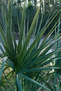 Blue Stem Dwarf Palmetto Palm (Sabal Minor) - 7 Gallon Pot -Wilson Bros Gardens Shop sabal minor dwarf blue stem palmetto palm 3