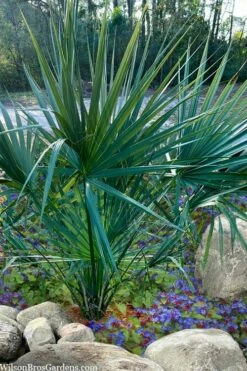 Blue Stem Dwarf Palmetto Palm (Sabal Minor) - 7 Gallon Pot -Wilson Bros Gardens Shop sabal minor dwarf blue stem palmetto palm 5