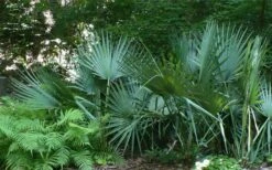 Blue Stem Dwarf Palmetto Palm (Sabal Minor) - 7 Gallon Pot -Wilson Bros Gardens Shop sabal minor dwarf blue stem palmetto palm 6