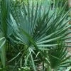 Blue Stem Dwarf Palmetto Palm (Sabal Minor) - 3 Gallon Pot