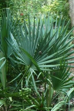 Blue Stem Dwarf Palmetto Palm (Sabal Minor) - 3 Gallon Pot