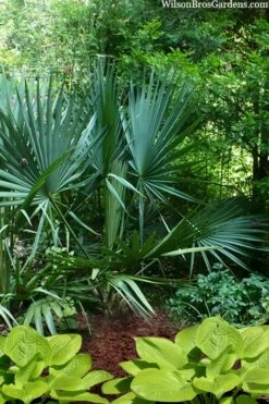 Blue Stem Dwarf Palmetto Palm (Sabal Minor) - 3 Gallon Pot -Wilson Bros Gardens Shop sabal minor dwarf blue stem palmetto palm 8 1
