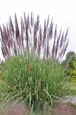 Ravenna Hardy Pampas Grass - 1 Gallon Pot