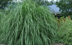 Ravenna Hardy Pampas Grass - 1 Gallon Pot -Wilson Bros Gardens Shop sacccharum ravennae hardy pampas grass 4