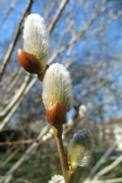 American Pussy Willow (Salix Discolor) - 1 Gallon Pot -Wilson Bros Gardens Shop salix bicolor pussy willow 10