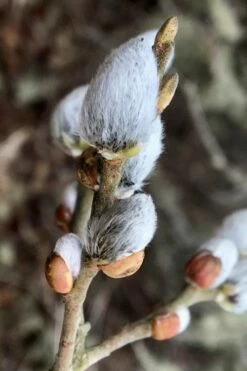 American Pussy Willow (Salix Discolor) - 1 Gallon Pot -Wilson Bros Gardens Shop salix discolor american pussy willow 3