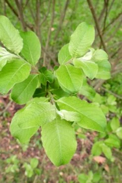 American Pussy Willow (Salix Discolor) - 3 Pack Of 1.5 Quart Pots -Wilson Bros Gardens Shop salix discolor pussy willow 11 1