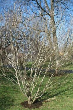 American Pussy Willow (Salix Discolor) - 3 Pack Of 1.5 Quart Pots -Wilson Bros Gardens Shop salix discolor pussy willow 12 1