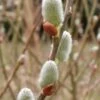American Pussy Willow (Salix Discolor) - 1 Gallon Pot